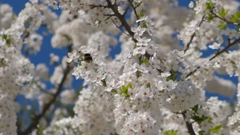 A bee pollinates a beautiful cherry blossom in slow motion Video stock 196263199
