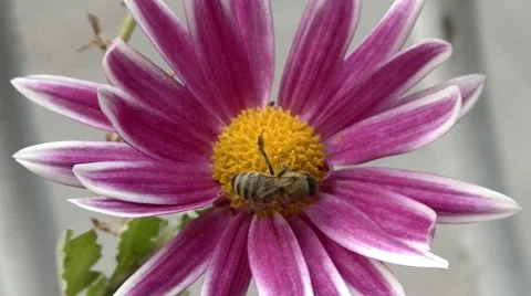 A bee pollinates a beautiful flower Stock Footage 50714881