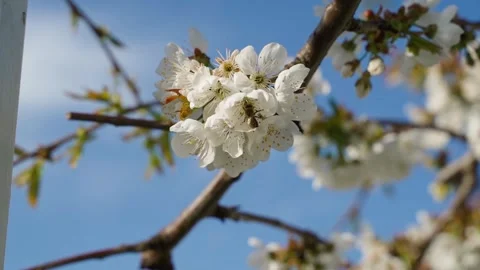 A bee pollinates a blooming cherry tree, close-up, against the sky Stock Footage 309544446