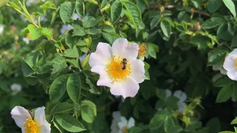 Bee Pollinates Blooming Wild Rose, Springtime Stock Footage 260209003