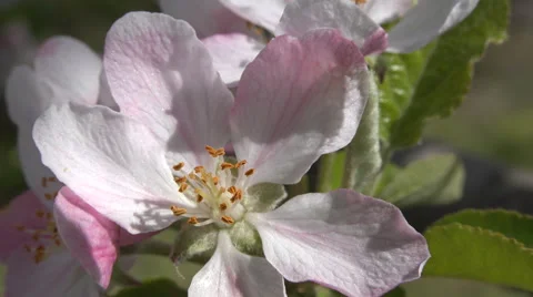 Bee pollinates blossom very close 4k Video stock 43001740
