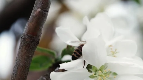 A bee pollinates a blossoming apple tree. 4k 動画素材 130006056