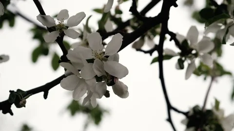 A bee pollinates a blossoming apple tree. 4k Stock-Footage 130006085