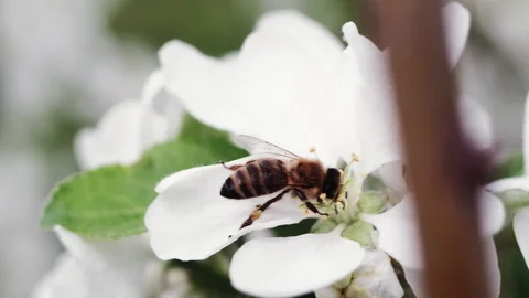 A bee pollinates a blossoming apple tree. 4k 스톡 동영상 130006115
