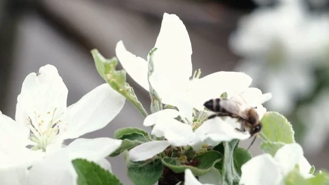 A bee pollinates a blossoming apple tree. 4k 動画素材 130006134