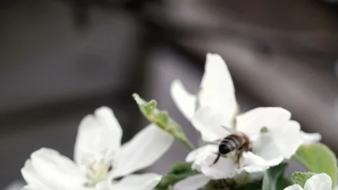 A bee pollinates a blossoming apple tree. 4k 스톡 동영상 130006158