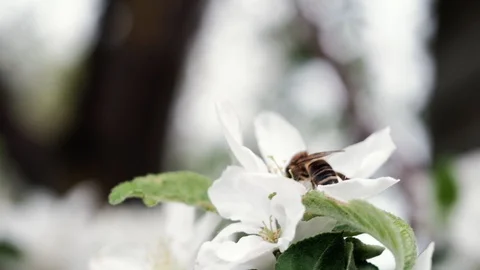 A bee pollinates a blossoming apple tree. 4k Видео 130006221