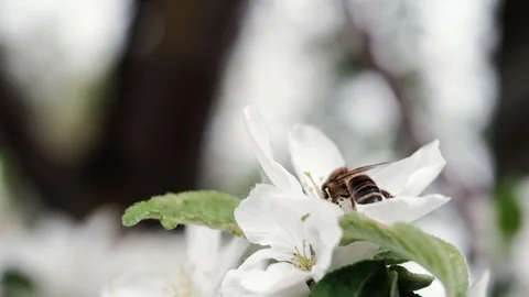 A bee pollinates a blossoming apple tree. 4k 動画素材 130006270