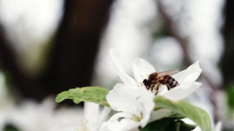 A bee pollinates a blossoming apple tree. 4k Stock Footage 130006313