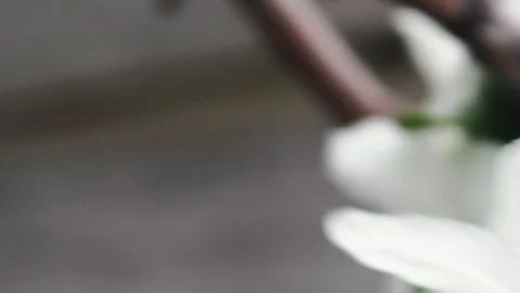 A bee pollinates a blossoming apple tree. 4k Video stock 130006350