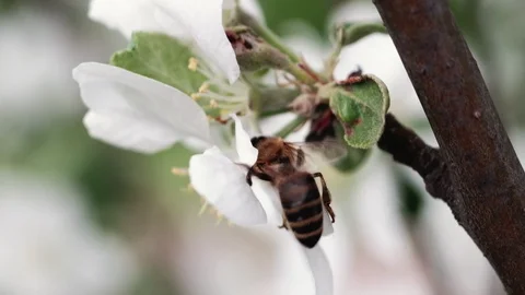 A bee pollinates a blossoming apple tree. 4k Video stock 130006369