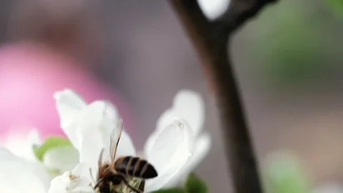 A bee pollinates a blossoming apple tree. 4k 動画素材 130006413