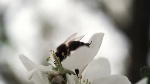 A bee pollinates a blossoming apple tree. 4k Video stock 130006417