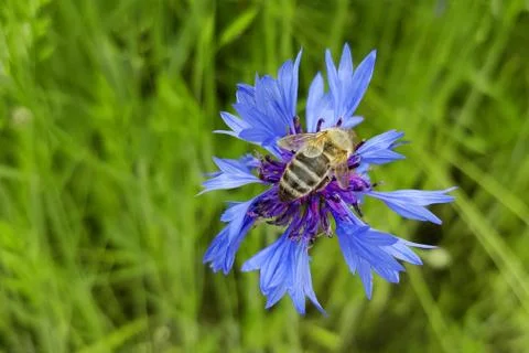 Bee pollinates bluebottle on a field macro Stock Photos