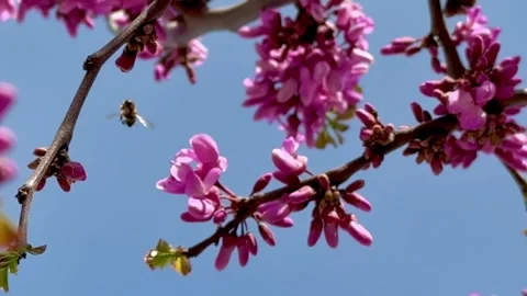 A bee pollinates a branch of a flowering tree Stock Footage 304392122