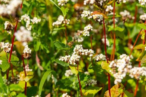 A bee pollinates buckwheat flowers. Fotos de archivo