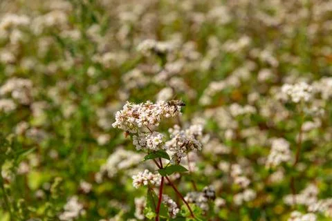 A bee pollinates buckwheat flowers. Fotos Stock
