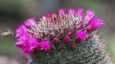Bee Pollinates Cactus Flower 库存影片 10890603