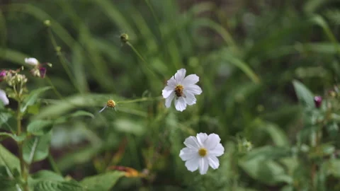 A bee pollinates a chamomile in a field Stock Footage 167467585