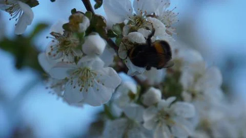 A bee pollinates cherry blossoms, beautifully captured in the soft morning light Stock Photos