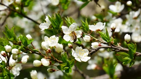 A bee pollinates cherry blossoms. 스톡 동영상 191009478