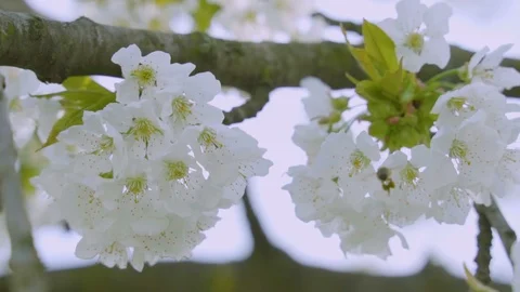 Bee pollinates cherry flower in slow motion, close up Stock Footage 106190787