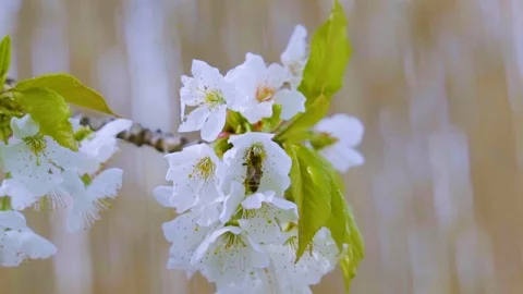 Bee pollinates cherry flower in slow motion, close up Stock Footage 106190995