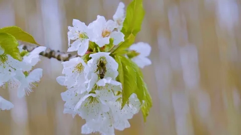Bee pollinates cherry flower in slow motion, close up Stock Footage 106191032