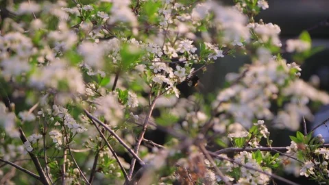 Bee pollinates cherry flowers in the setting sun in spring Stock Footage 108396631