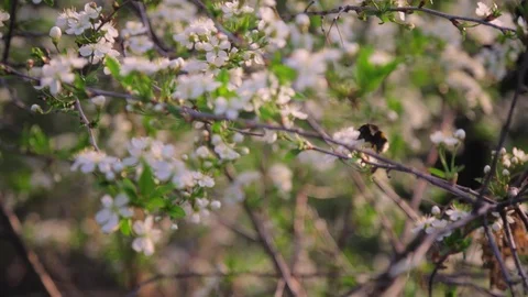 Bee pollinates cherry flowers in the setting sun in spring Video stock 108396680