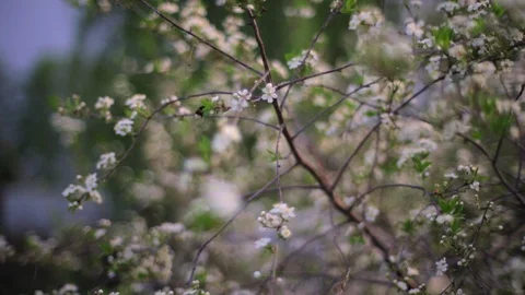 Bee pollinates cherry flowers in the setting sun in spring Video stock 108396760