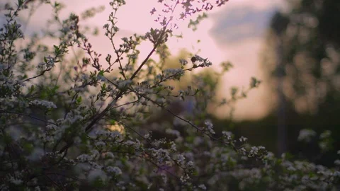 Bee pollinates cherry flowers in the setting sun in spring Video stock 108397085