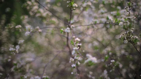 Bee pollinates cherry flowers in the setting sun in spring Video stock 108397304