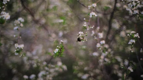 Bee pollinates cherry flowers in the setting sun in spring Video stock 108397489