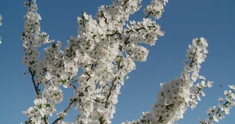 The bee pollinates the cherry tree, against the blue sky,collects pollen from Vídeos de archivo 105643863