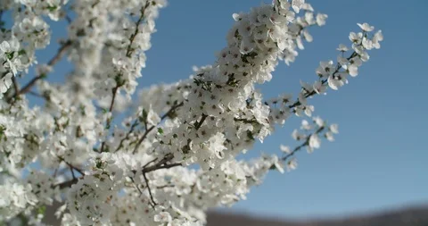 The bee pollinates the cherry tree, against the blue sky,collects pollen from 스톡 동영상 105662345