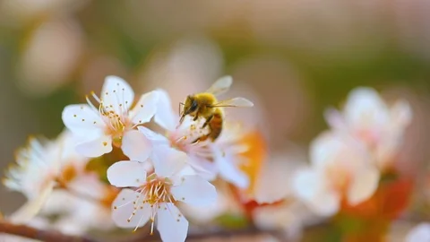 Bee pollinates a cherry tree. Full HD Video Stock Footage 88541020