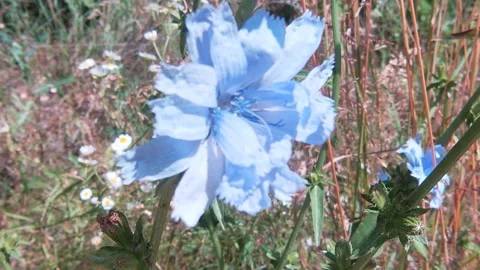 A bee pollinates a chicory flower, inflorescences of the Oenothéra biénnis. Stock Footage 339498099