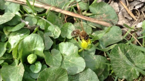 Bee pollinates Closed Yellow Crimean flowers Kaluzhnitsa Сaltha Ranunculaceae 2 Stock Footage 88073653