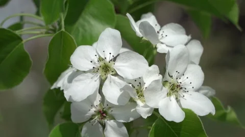 The bee pollinates, collects nectar on white pear apple flowers. Slow motion Stock Footage 241136585