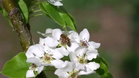 The bee pollinates, collects nectar on white pear apple flowers. Slow motion, cl Video stock 241136618
