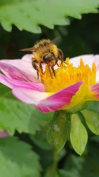 A Bee Pollinates a Dahlia Flower Stock Photos