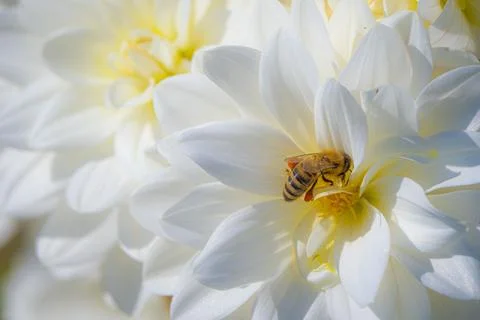 A bee pollinates a Dahlias Stock-Fotos