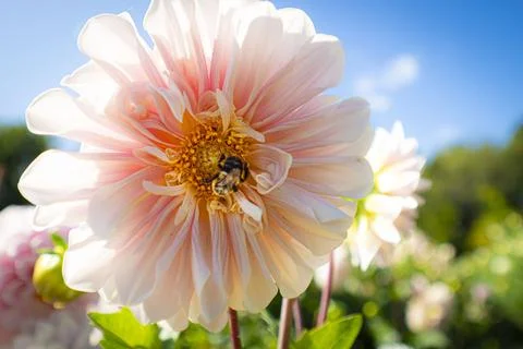 A bee pollinates a Dahlias Stock-Fotos