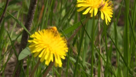 A bee pollinates a dandelion flower. Close-up shooting Video stock 153955169