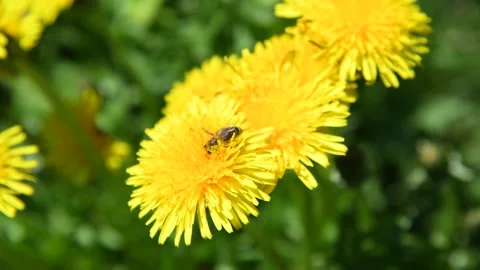 Bee pollinates dandelion flowers Stock Footage 220575321