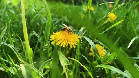 A bee pollinates a dandelion. Green meadow with dandelions. Stock Footage 190997408