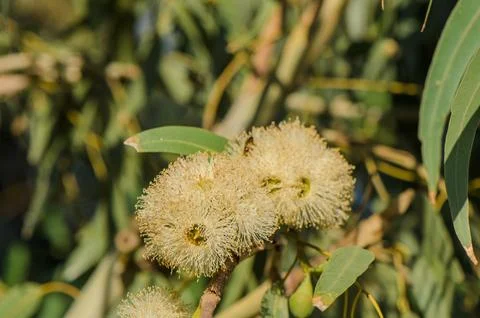 A bee pollinates eucalyptus flowers in Cyprus Stock Photos