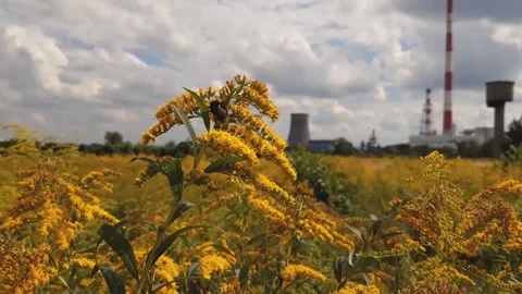 A bee pollinates a flower against the background of a thermal power plant. Stock Footage 137973655