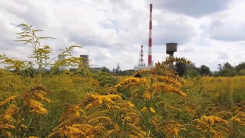 A bee pollinates a flower against the background of a thermal power plant. Stock Footage 137974756